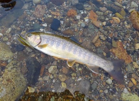 九頭竜川水系でイワナ釣り